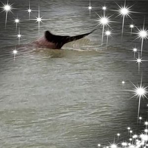 Meet your Posher, Cathy